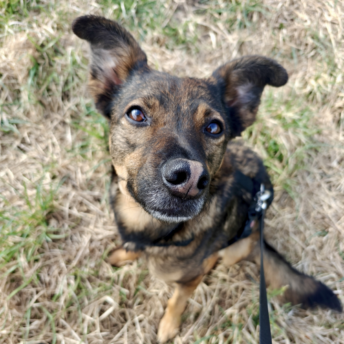 En schæferfarvet blandingshund, der kigger ind i kameraet